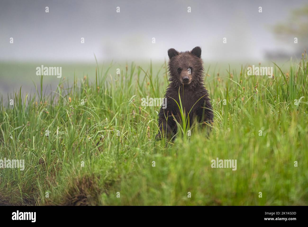 A cute, young, black, grizzly bear stands up to see over the rich, tall sedge grasses of a misty Smith Inlet in the Great Bear Rainforest Stock Photo