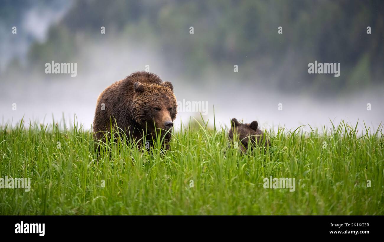 A mother and cub grizzly bear feed on the tall sedge grasses of a misty Smith Inlet in British Columbia Stock Photo