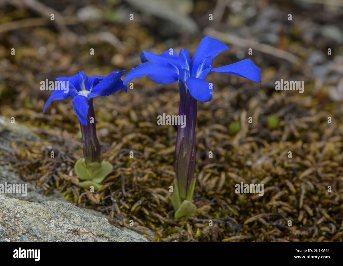 Short-leaved Gentian, Gentiana brachyphylla, in flower on acid scree, Austrian Alps. Stock Photo