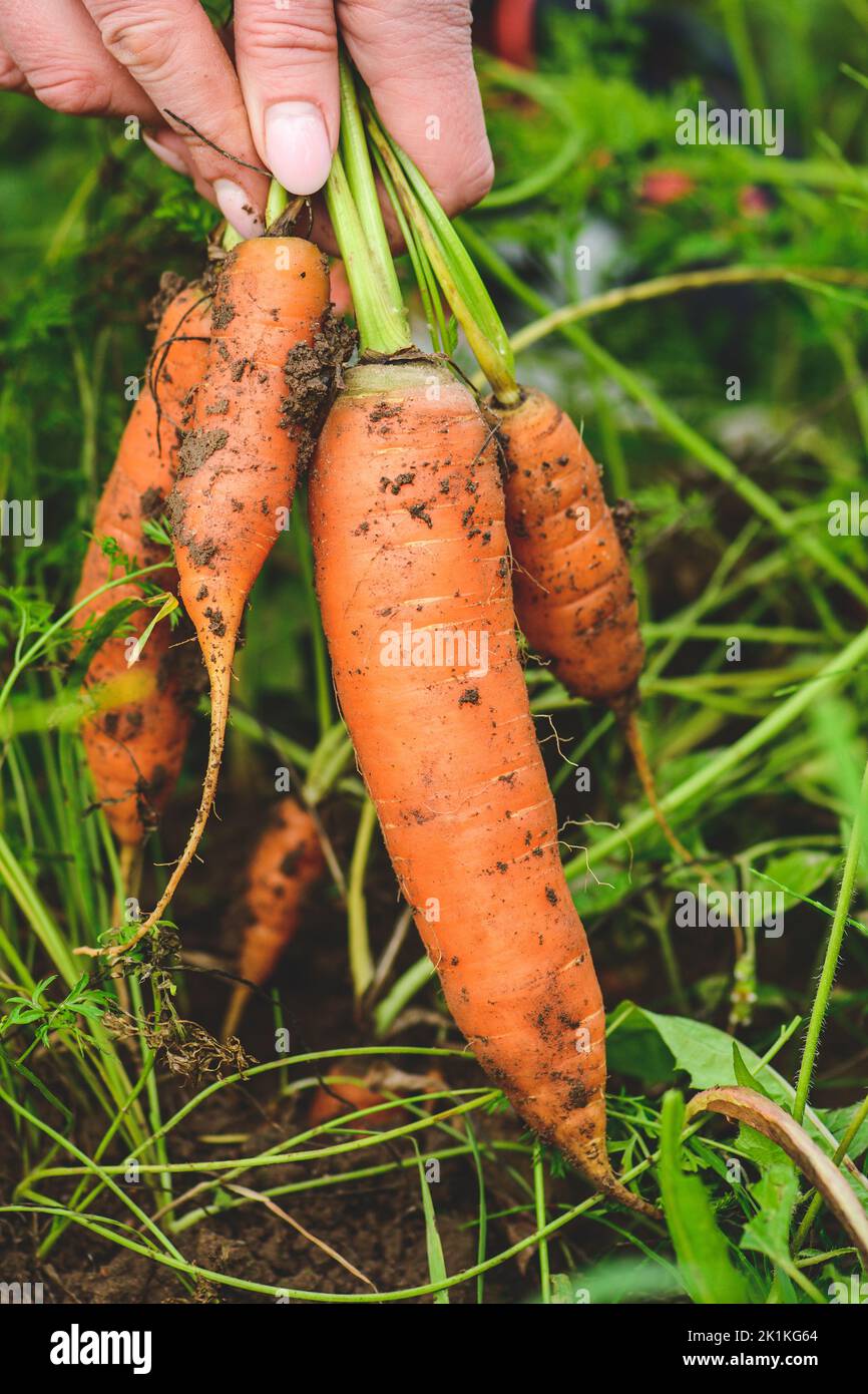 Fresh ripe orange carrots just picked from the soil in the hands of a girl among green grass. Concept of biological agriculture, bio product, ecologic Stock Photo