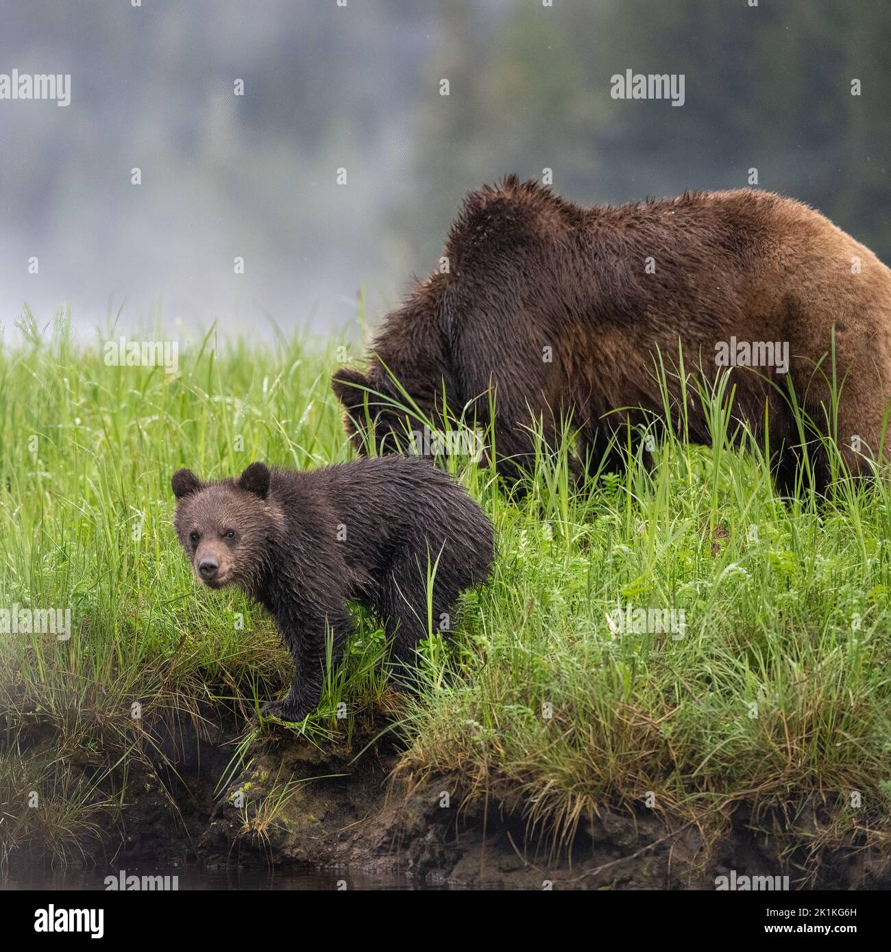 A cute, young, grizzly bear cub explores a river bank in Smith Inlet, British Columbia, while its mother grazes on the rich sedge grass, Stock Photo