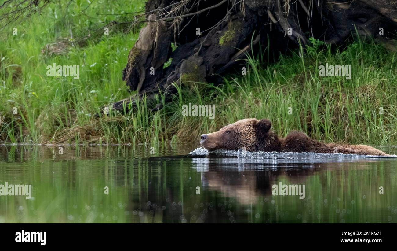 A female grizzly bear swims across a river in British Columbia's Great Bear Rainforest Stock Photo