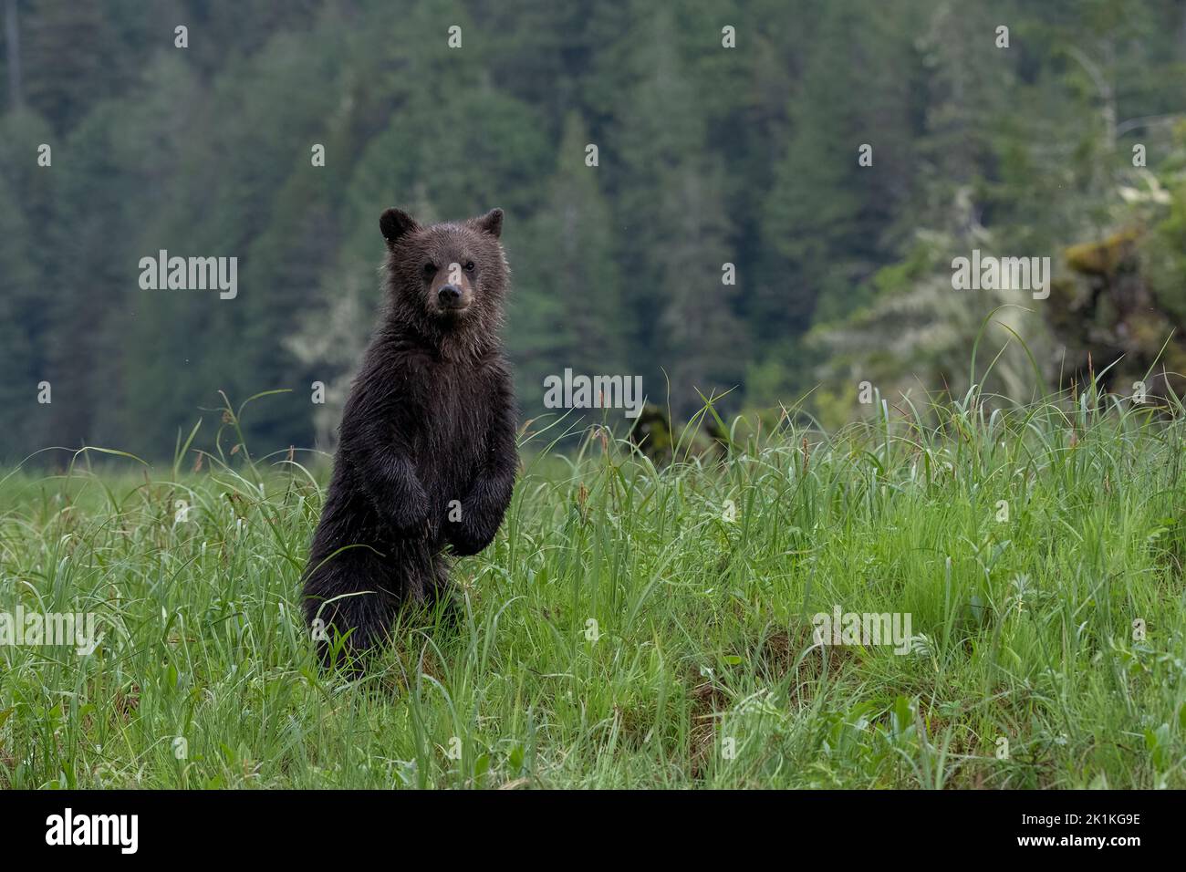 A young grizzly bear cub looks appealing as it stands up to see over the tall sedge grasses of Smith Inlet in British Colombia's Great Bear Rainforest Stock Photo