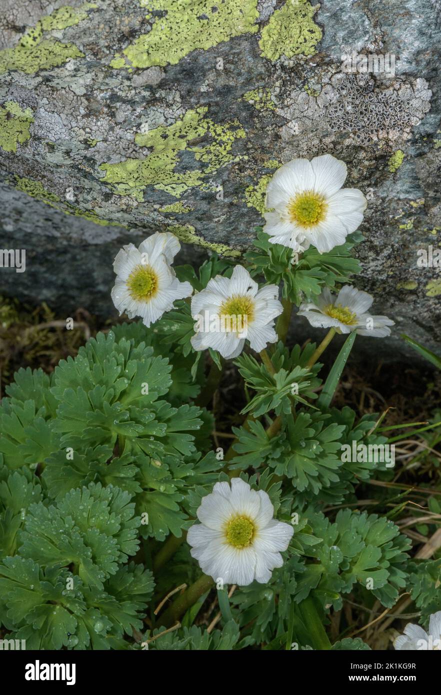 Coriander-leaved Callianthemum, Callianthemum coriandrifolium, in flower among rocks, Austrian Alps. Stock Photo