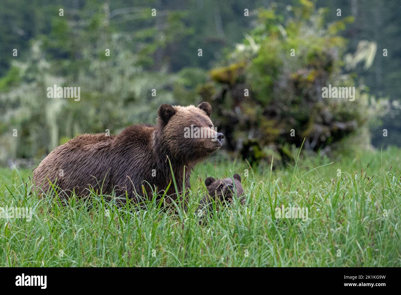 A grizzly bear cub struggles to see over the tall sedge grass as it keeps up with its mother in British Columbia's Great Bear Rainforest. Stock Photo