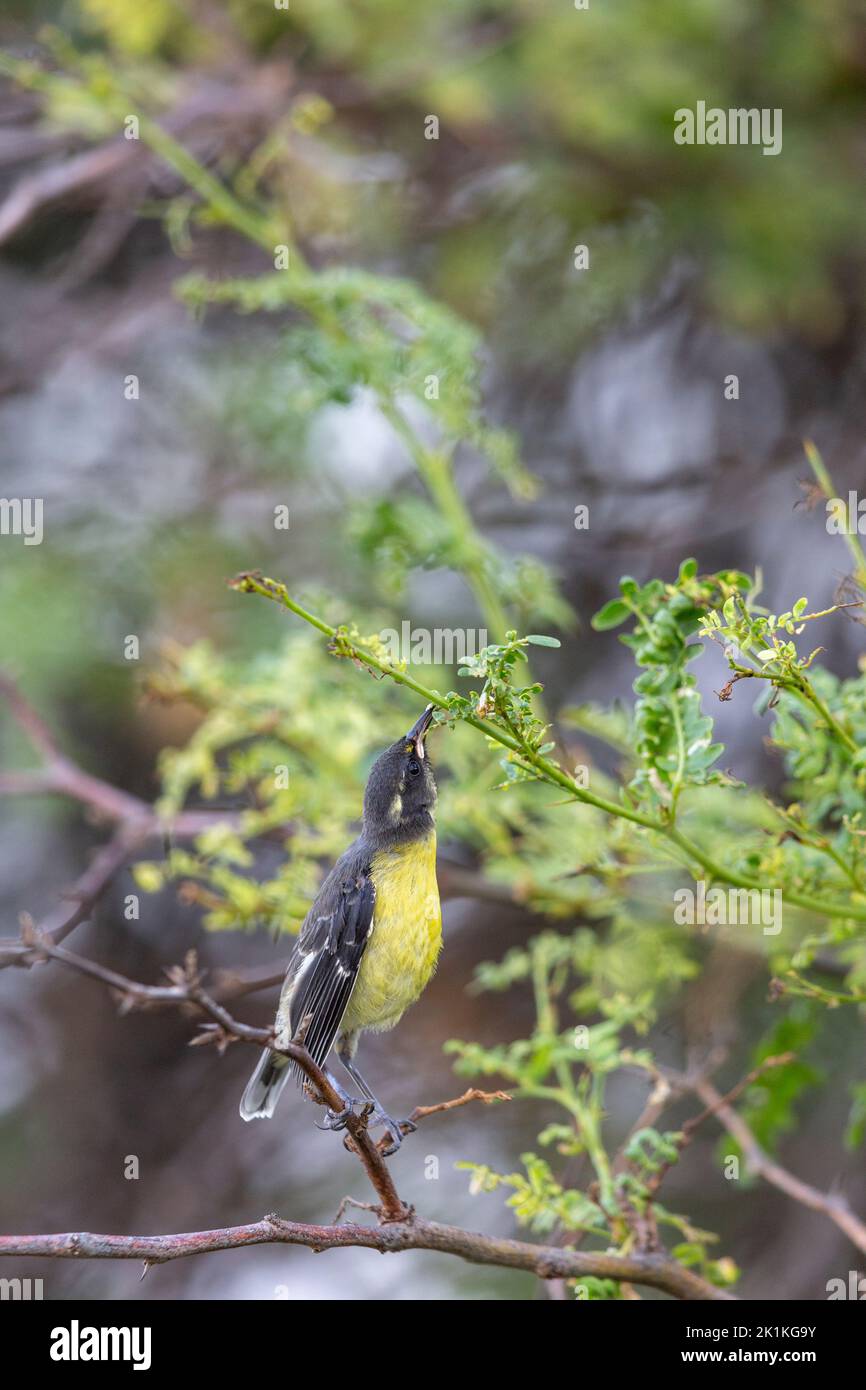 Bananaquit Coereba flaveola, juvenile perched in trees, Captain Don's Habitat, Kralendijk, Bonaire, August Stock Photo