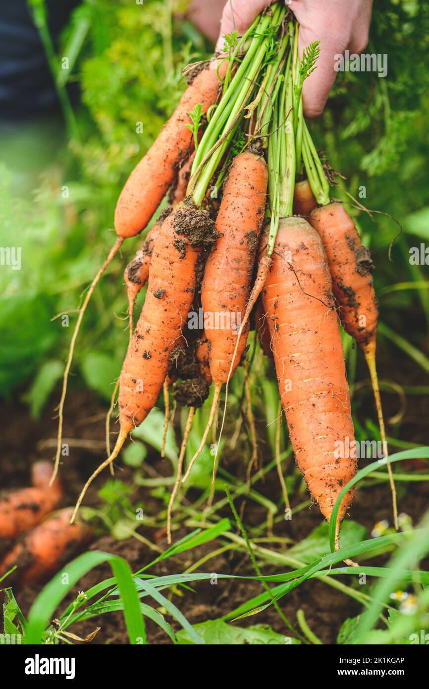 Fresh ripe orange carrots just picked from the soil in the hands of a girl among green grass. Concept of biological agriculture, bio product, ecologic Stock Photo
