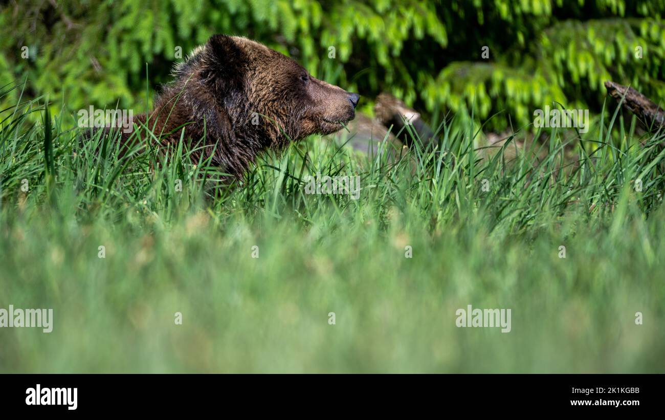 A female grizzly bear peers out over the tall springtime sedge grasses of Smith Inlet in British Colombia's Great Bear Rainforest. Stock Photo
