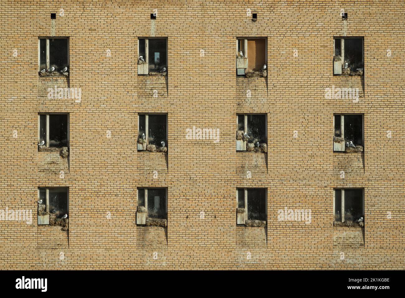 Black-legged kittiwake Rissa tridactyla, nesting colony on abandoned ...