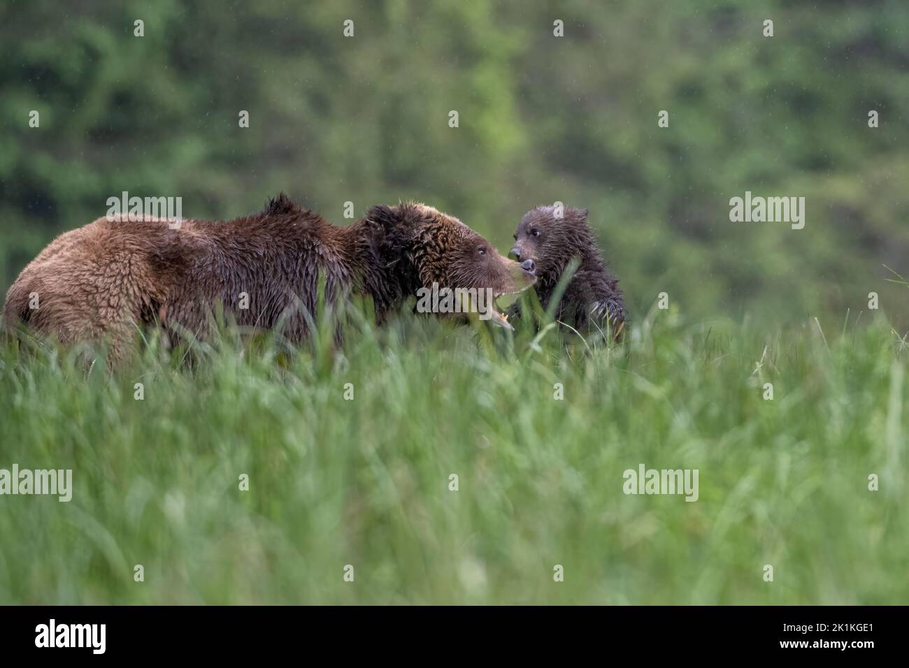 A grizzly bear mother scolds her needy young, black cub in British Columbia's Great Bear Rainforest Stock Photo