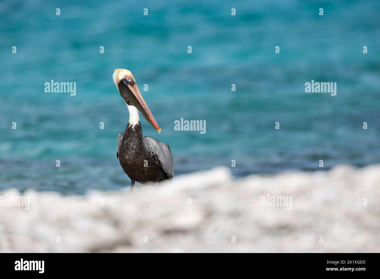 Brown pelican Pelecanus occidentalis, adult resting alongside sea, Pekelmeer, Bonaire, August Stock Photo
