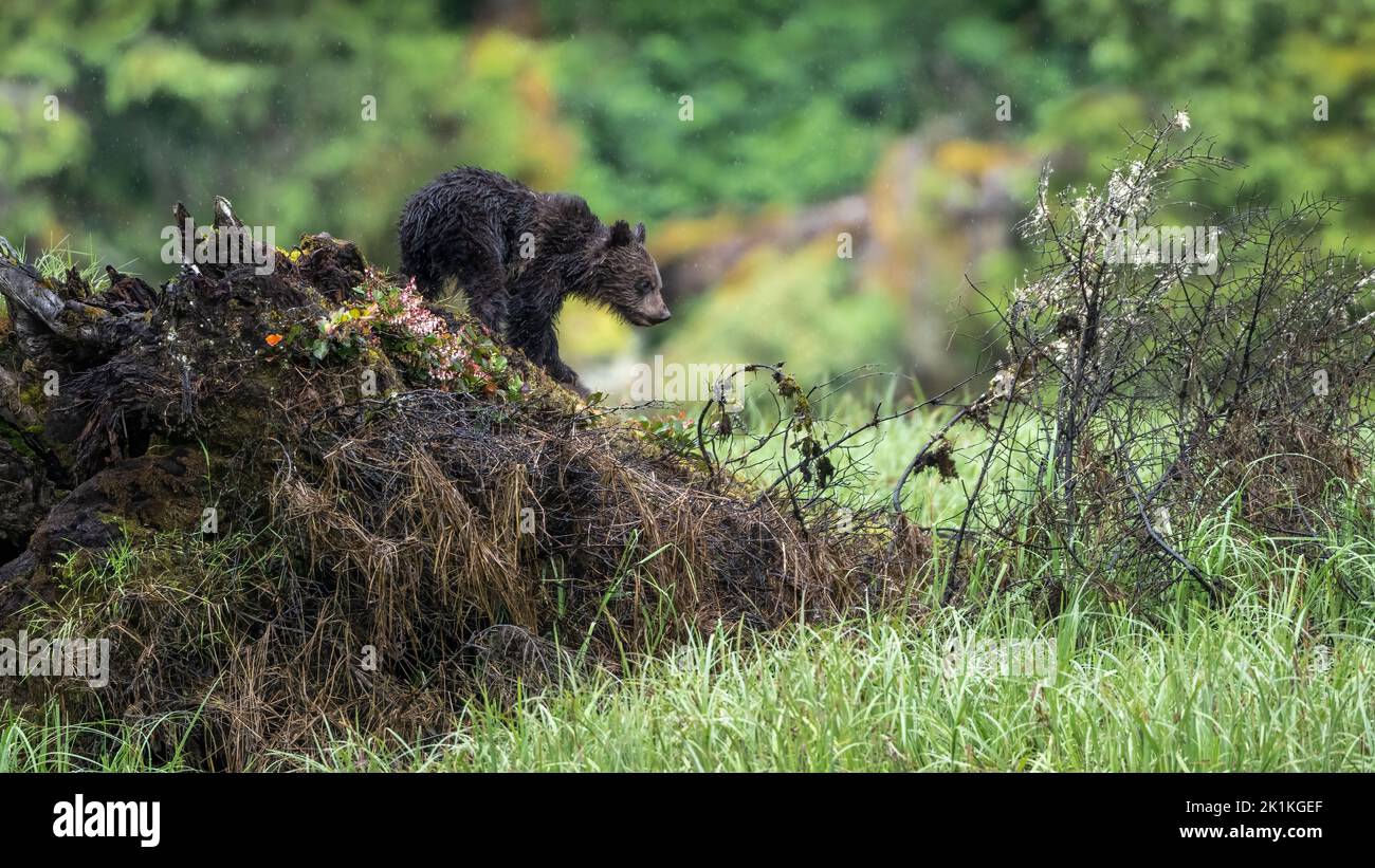 A cute, young grizzly bear cub explores a fallen tree trunk in Canada's Great Bear Rainforest Stock Photo