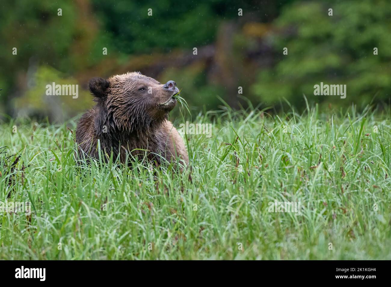 A female grizzly bear grazes on the rich sedge grasses on Smith Inlet in Canada's Great Bear Rainforest Stock Photo