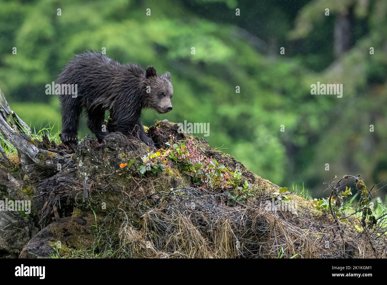 A cute, young grizzly bear cub explores a fallen tree trunk in Canada's Great Bear Rainforest Stock Photo