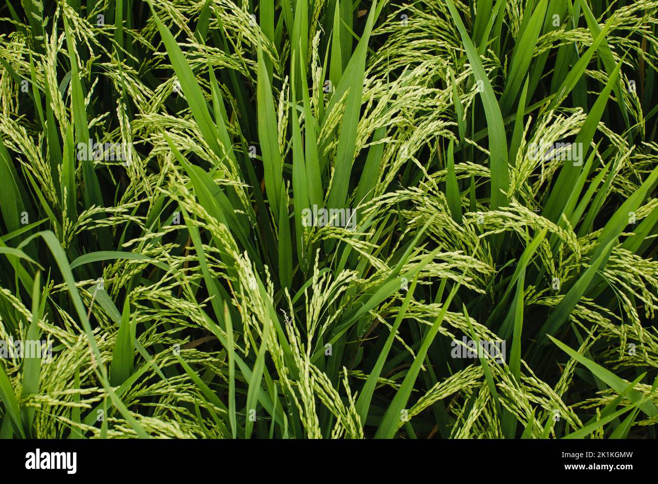 Green rice fields texture of ears close-up. Stock Photo