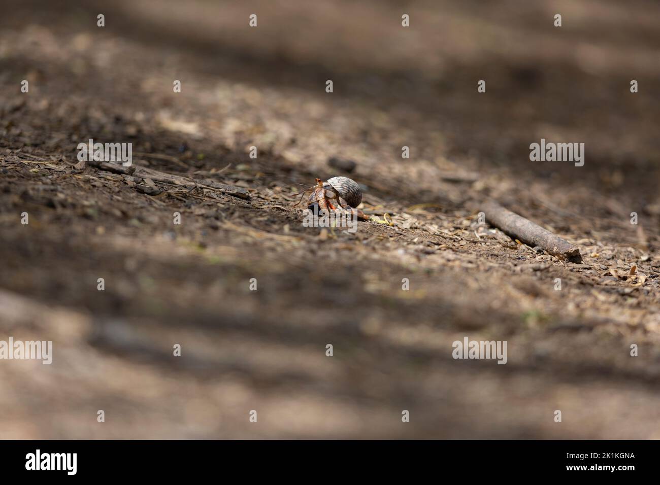 Caribbean hermit crab Coenobita clypeatus, adult crossing woodland floor, Washington-Slagbaai National Park, Bonaire, August Stock Photo