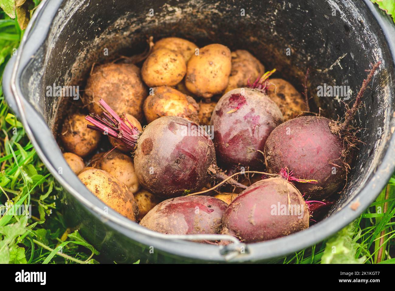 Fresh organic ripe potatoes and red beetroots just picked in a field collected in a bucket. Heap of potatoes root. Concept of biological agriculture Stock Photo