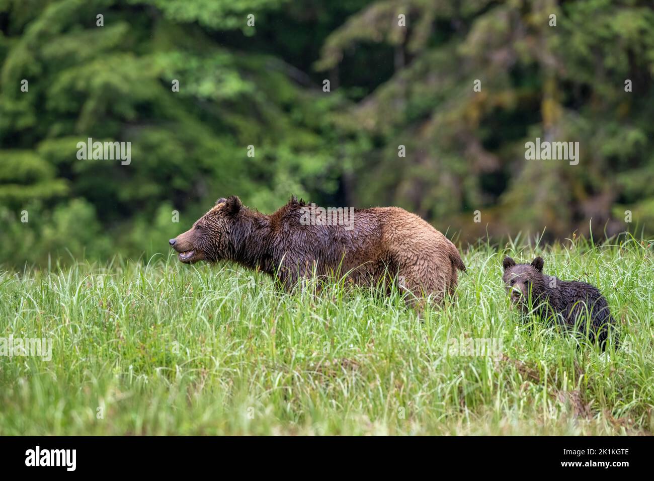 A mother grizzly bear and her young, black cub wade through the tall springtime grasses of Canada's Great Bear Rainforest Stock Photo