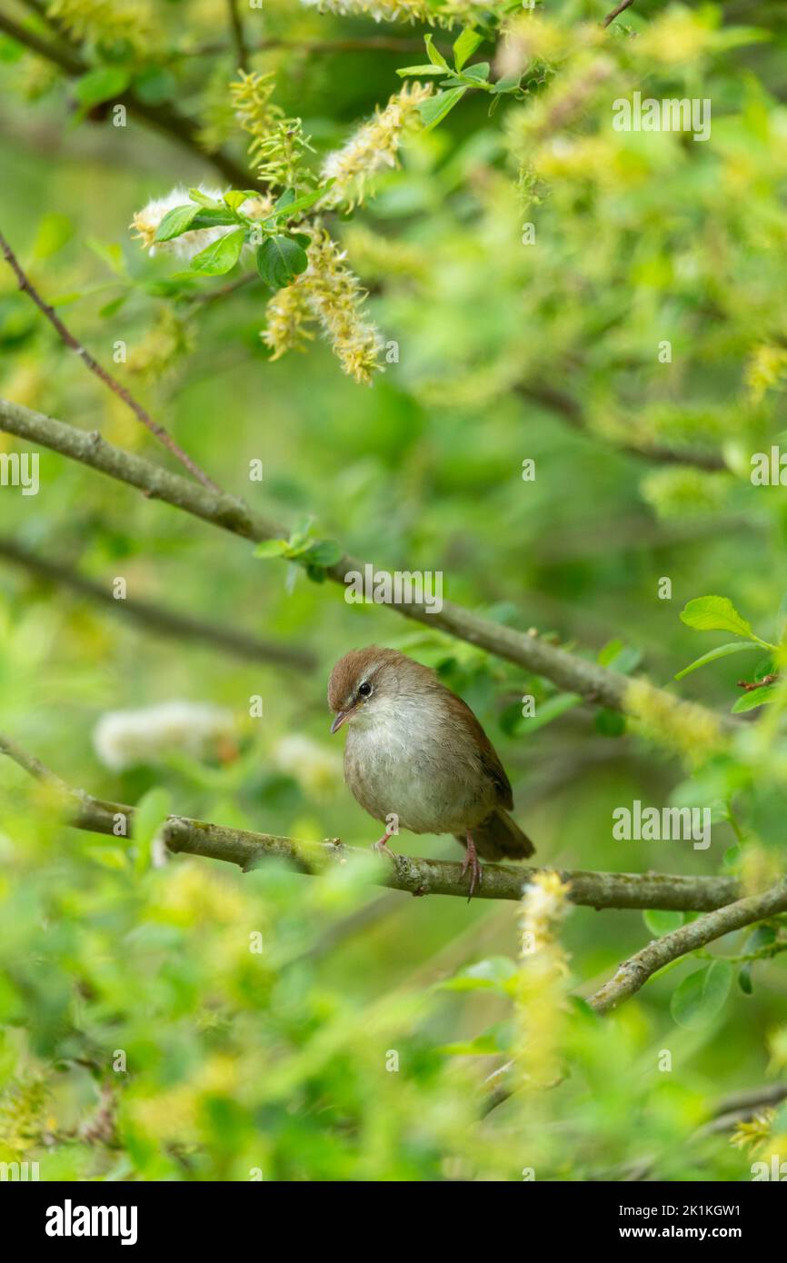 Cetti's warbler Cettia cetti, adult perched in willow, Westhay, Somerset, UK, May Stock Photo