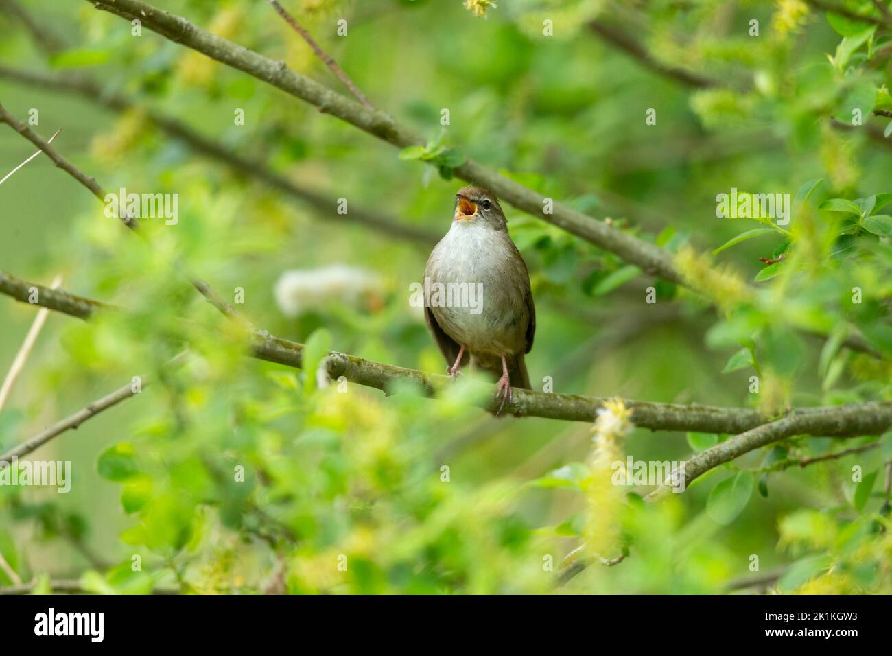 Cetti's warbler Cettia cetti, adult singing from willow, Westhay, Somerset, UK, May Stock Photo
