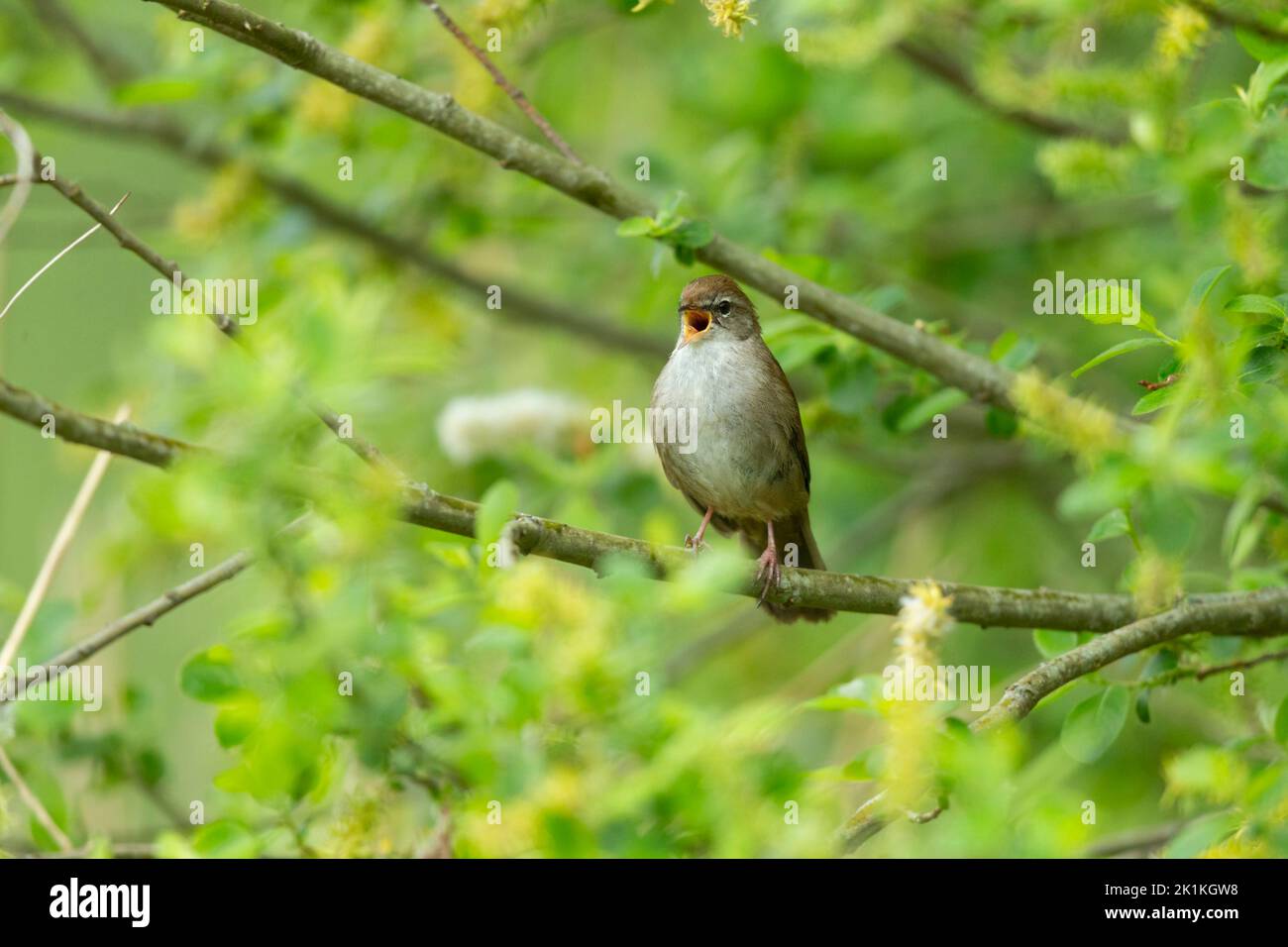Cetti's warbler Cettia cetti, adult singing from willow, Westhay, Somerset, UK, May Stock Photo