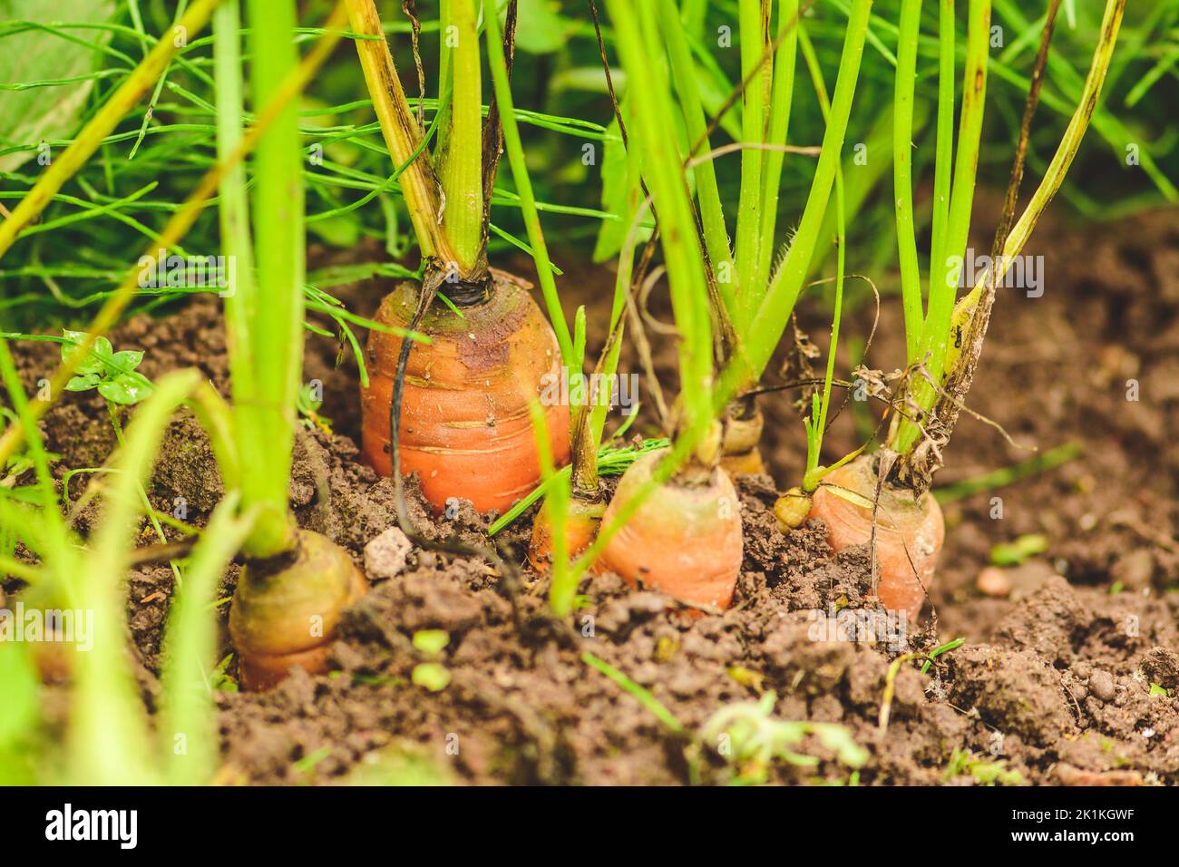 Fresh ripe orange carrots just picked from the soil in the hands of a girl among green grass. Concept of biological agriculture, bio product, bio eco Stock Photo