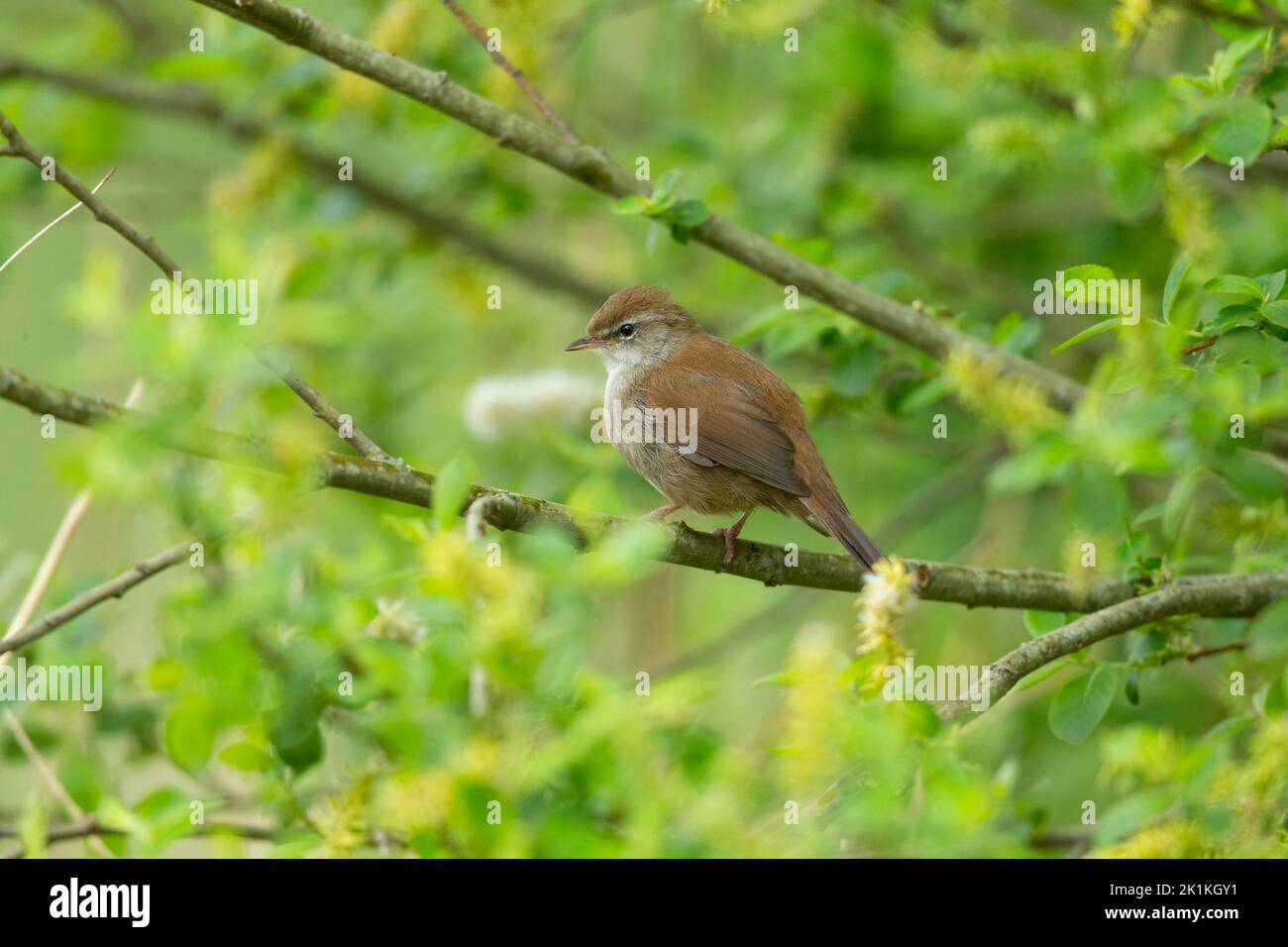 Cetti's warbler Cettia cetti, adult perched in willow, Westhay, Somerset, UK, May Stock Photo