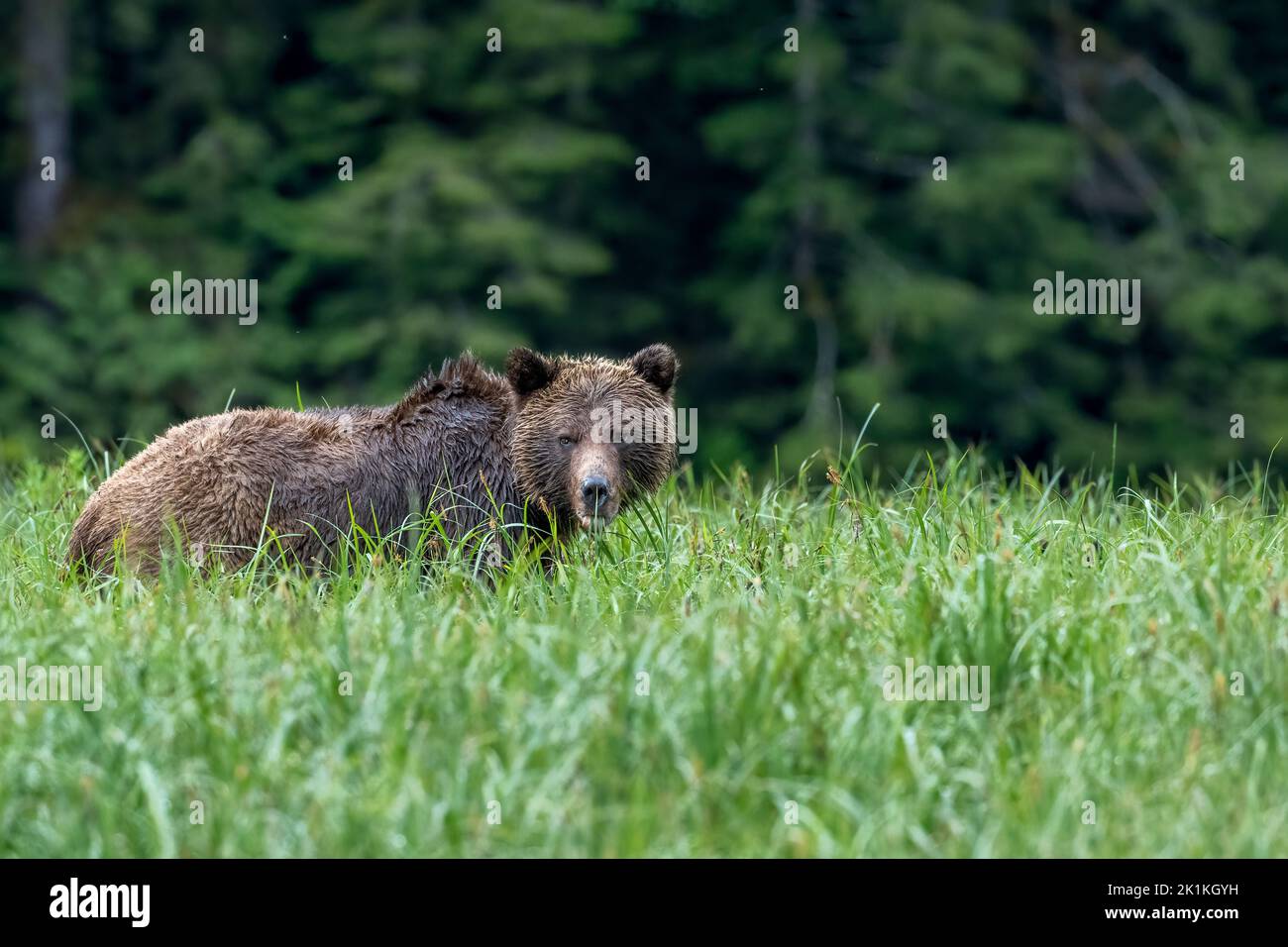 A female grizzly bear stands in tall sedge grass in the Great Bear Rainforest in Canada Stock Photo