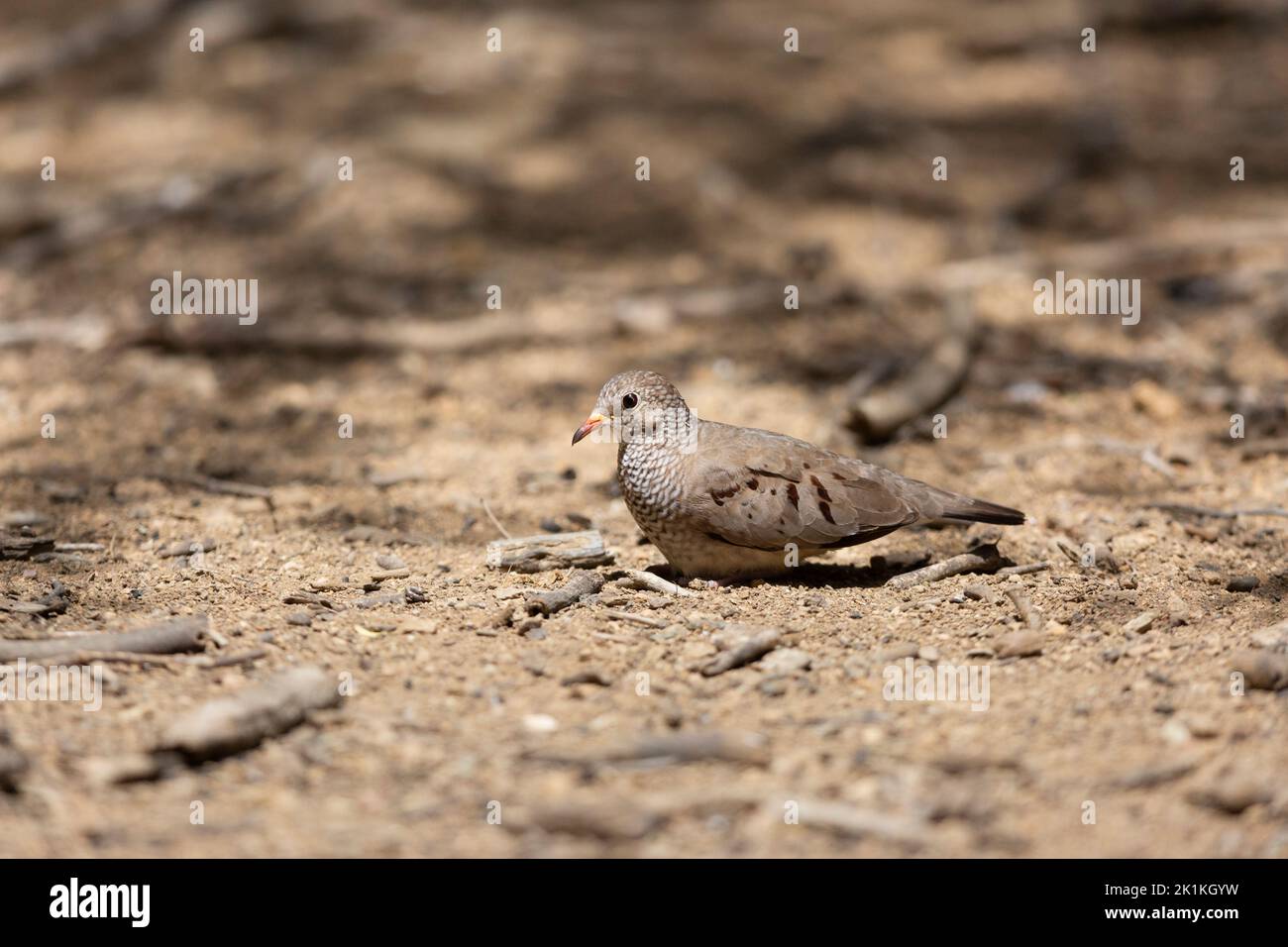 Common ground-dove Columbina passerina, adult female on open ground, Washington-Slagbaai National Park, Bonaire, August Stock Photo