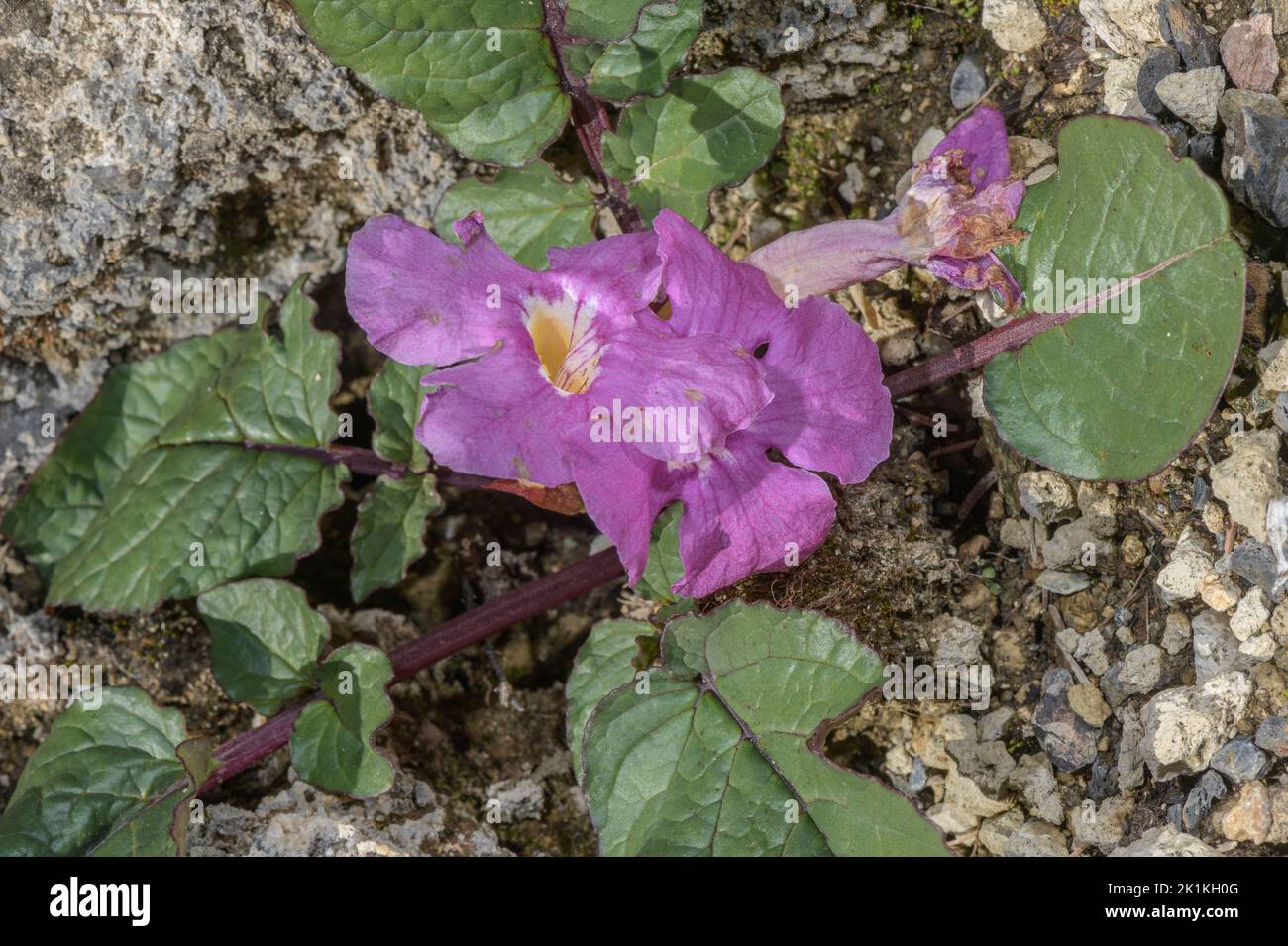 A Trumpet Flower, Incarvillea compacta in flower Stock Photo
