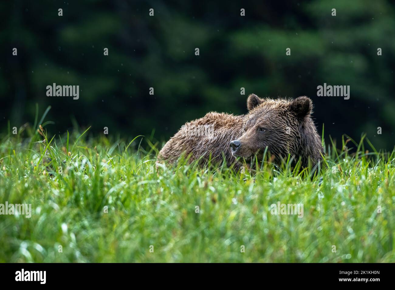 A female grizzly bear in tall sedge grasses in Canada's Great Bear Rainforest Stock Photo