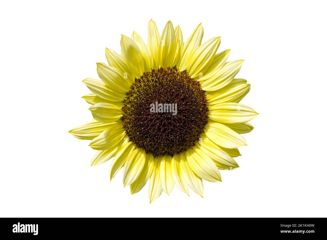 Sunflower (helianthus) a summer flowering plant with a yellow summertime flower cut out and isolated on a white background, stock photo image Stock Photo