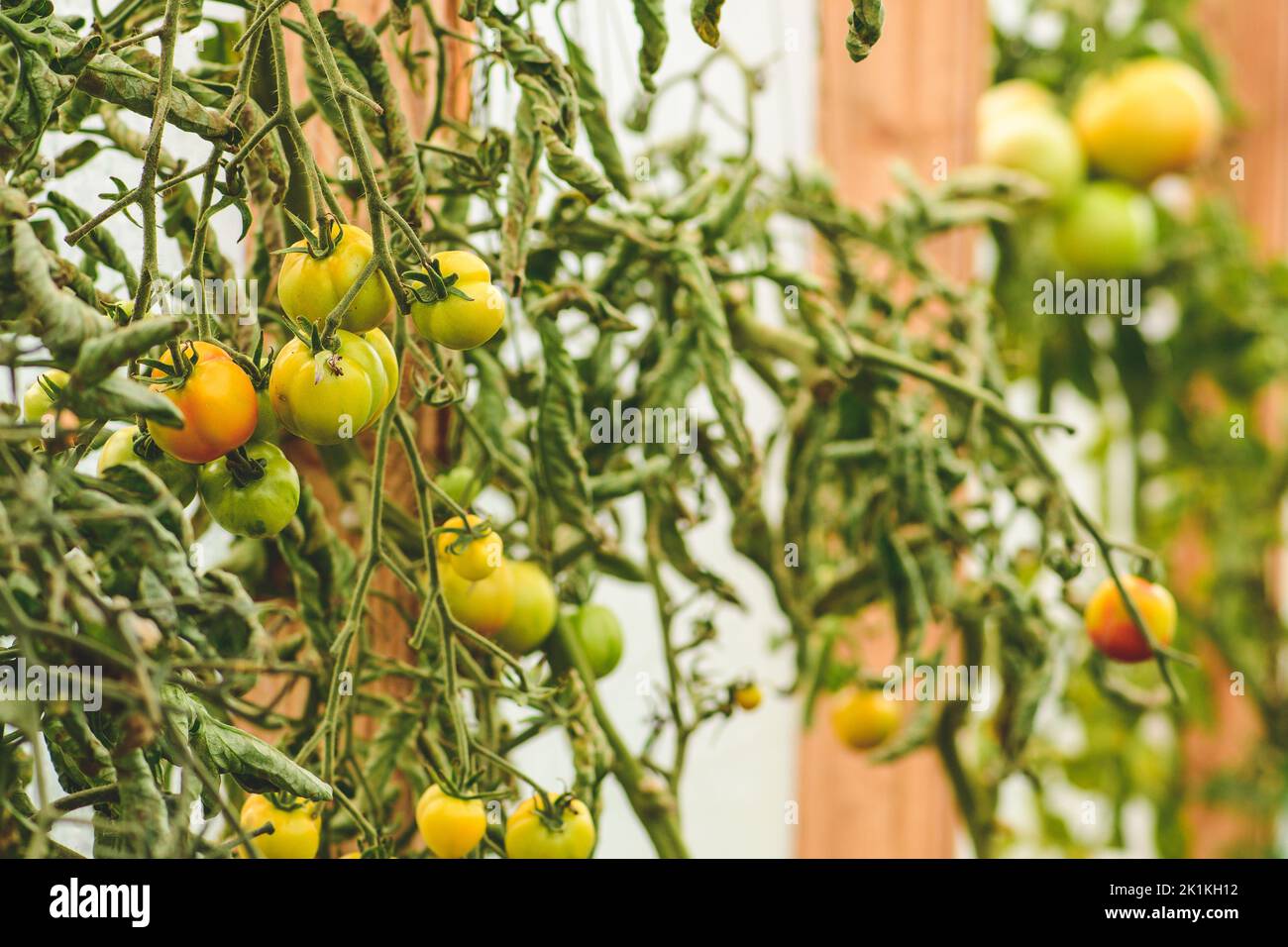 Fresh bio unripe bunch of hanging green tomatoes in a wooden rustic greenhouse, close up. Concept of biological agriculture, bio product, bio ecology Stock Photo
