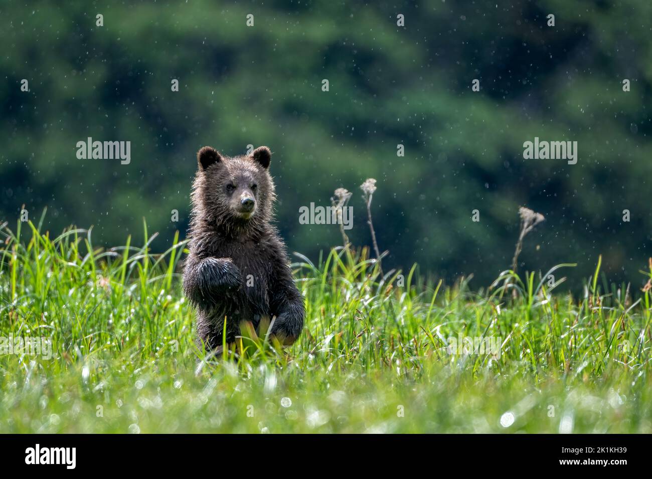 A black grizzly bear cub stands in tall sedge grass in British Colombia's Great Bear Rainforest. Stock Photo