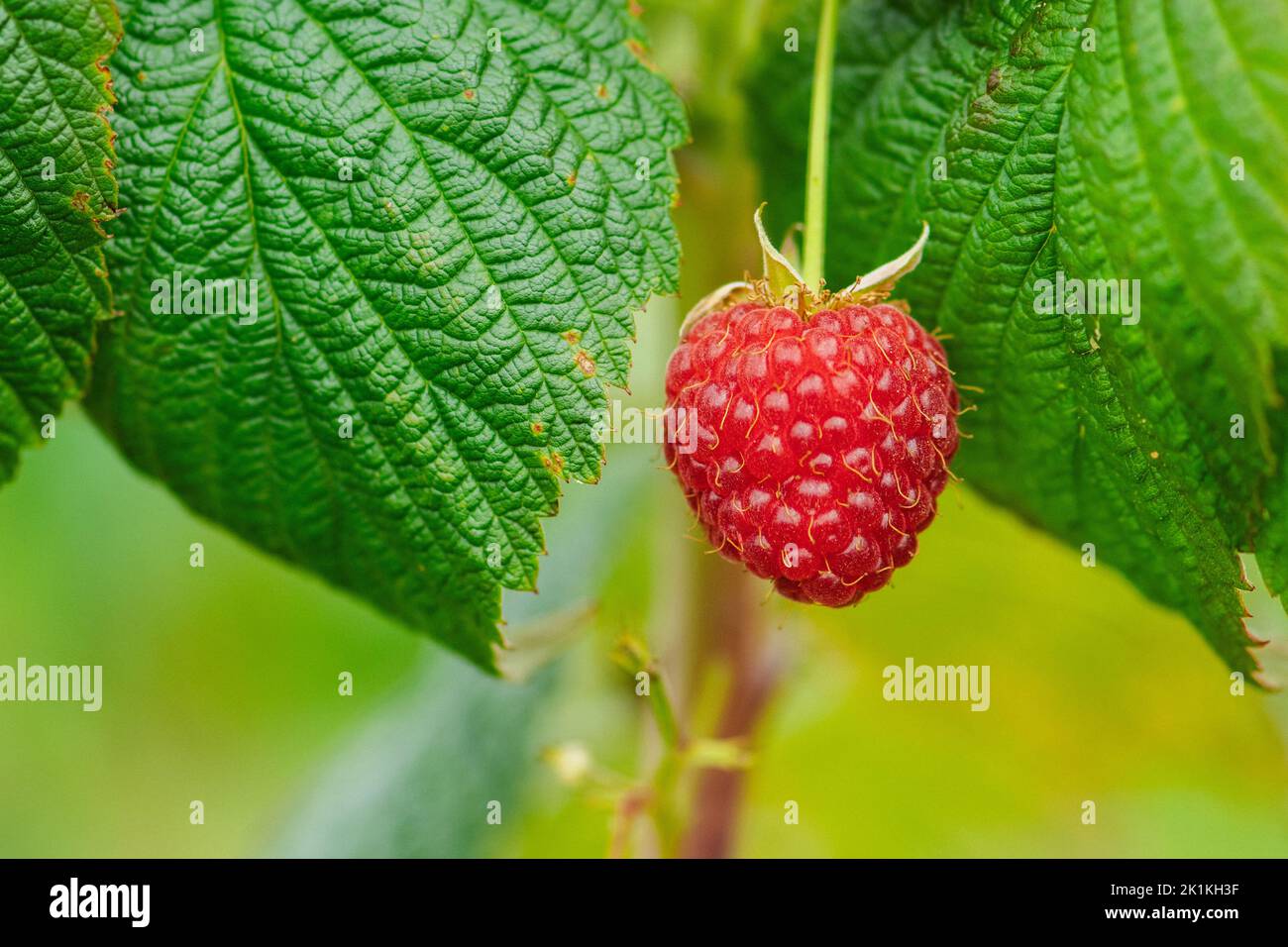 Beautiful red-fruited ripe raspberries hanging on the green plant. Close up Stock Photo