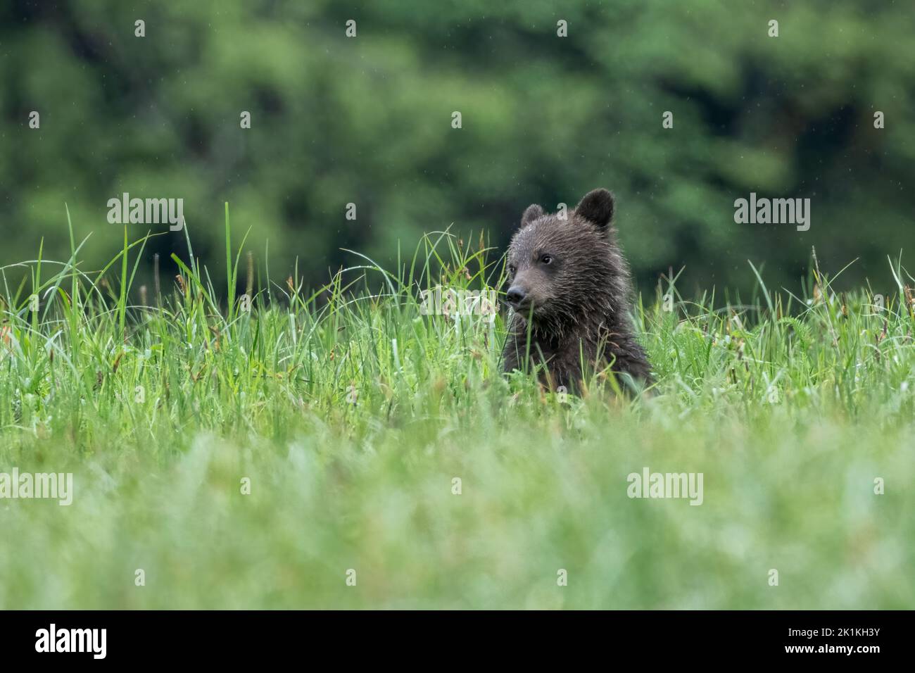 A cute black grizzly bear cub in tall sedge grass Stock Photo