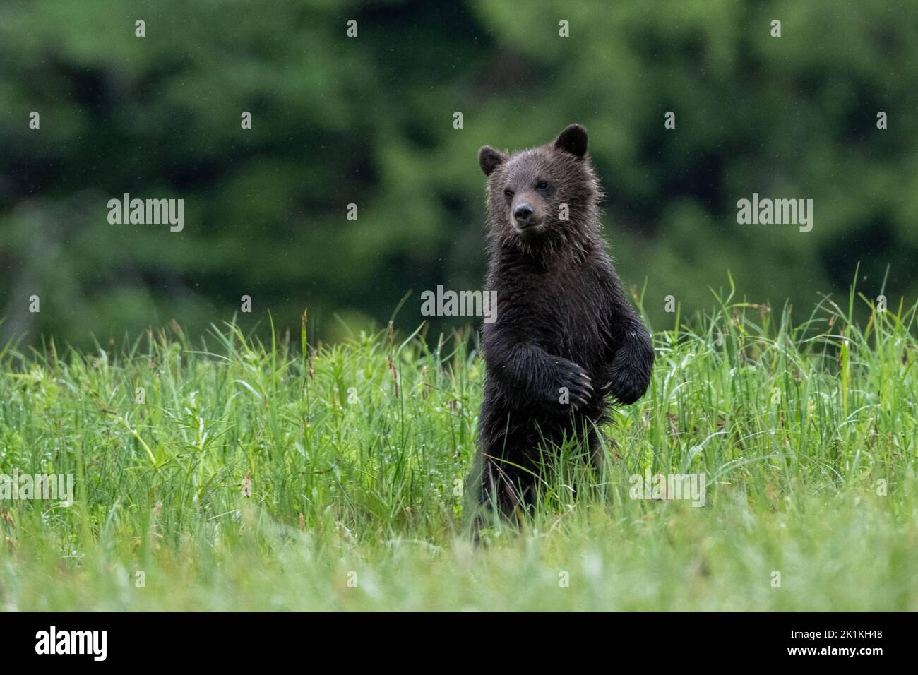 A cute black grizzly bear cub stands in tall sedge grasses in the Great Bear Rainforest, Canada Stock Photo