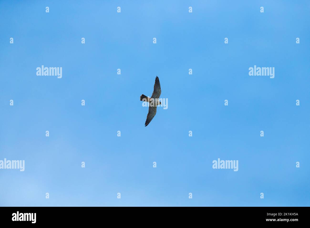 Eurasian hobby Falco subbuteo, adult in flight, Ham Wall, Somerset, UK, May Stock Photo