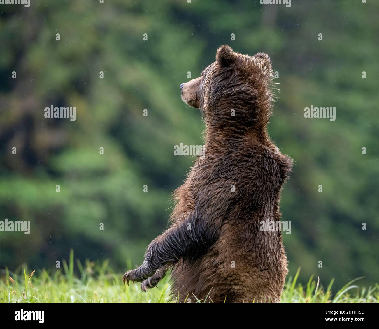 On alert! A female grizzly bear stands tall over sedge grasses to scan the horizon in British Colombia's Great Bear Rainforest Stock Photo