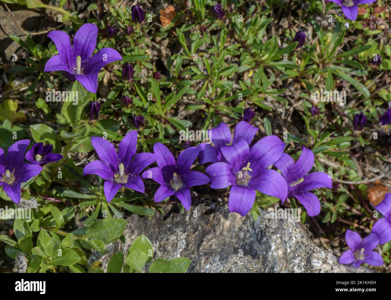 A species of rock bells or grassy bells, Edraianthus serpyllifolius from the Balkans. Stock Photo