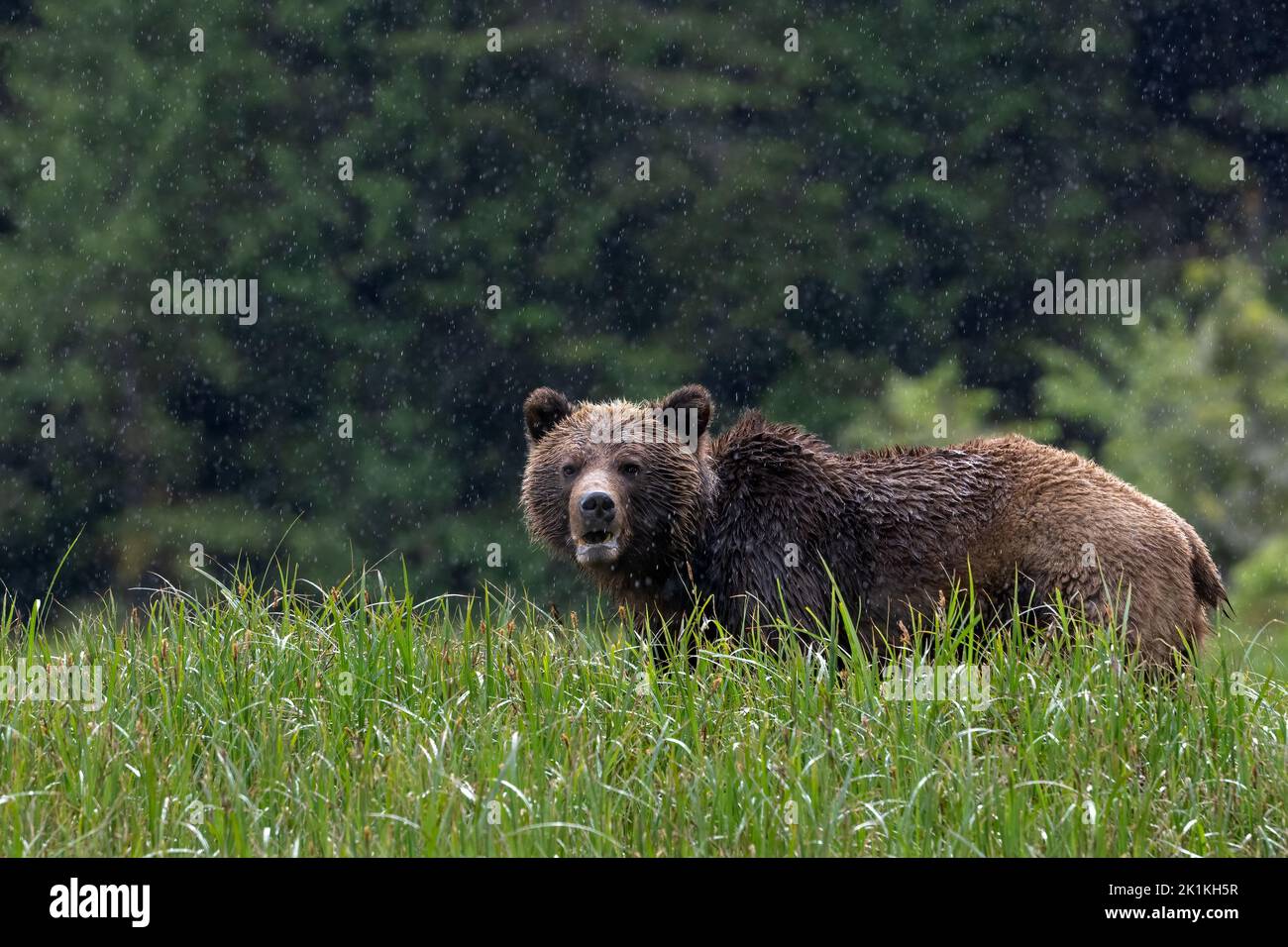 A female grizzly bear stoically stands her ground in a heavy spring downpour in British Colombia's Great Bear Rainforest Stock Photo