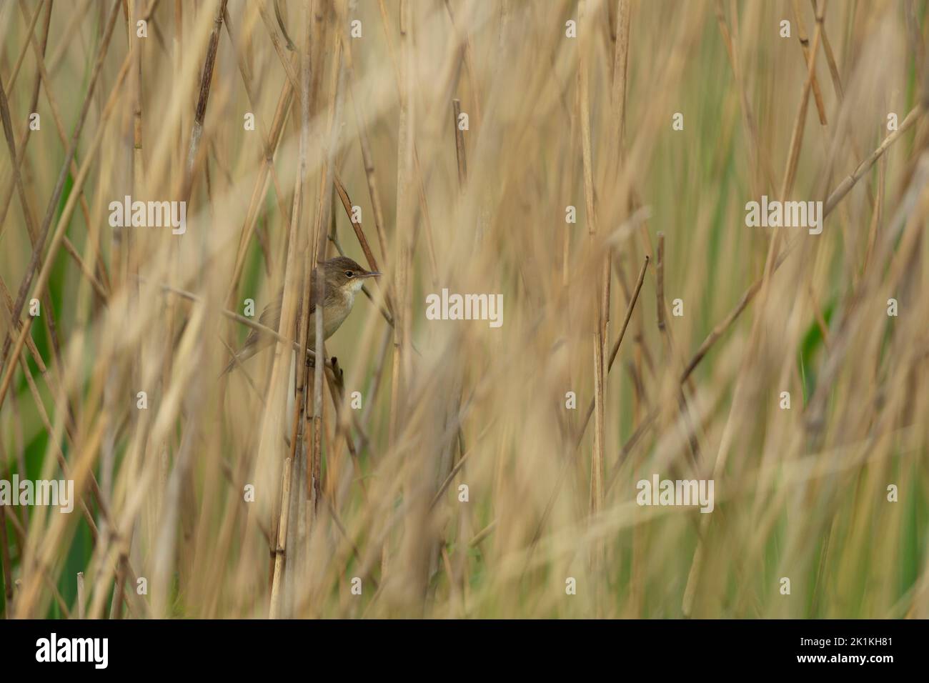 European reed warbler Acrocephalus scirpaceus, adult perched in reedbed, Westhay, Somerset, UK, May Stock Photo