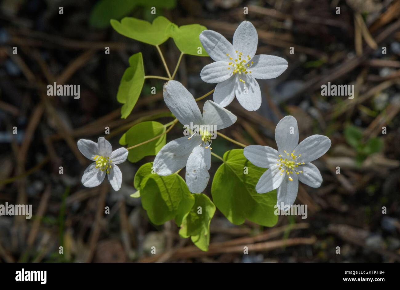 Rue-anemone, Anemonella thalictroides in flower in woodland, eastern USA. Stock Photo