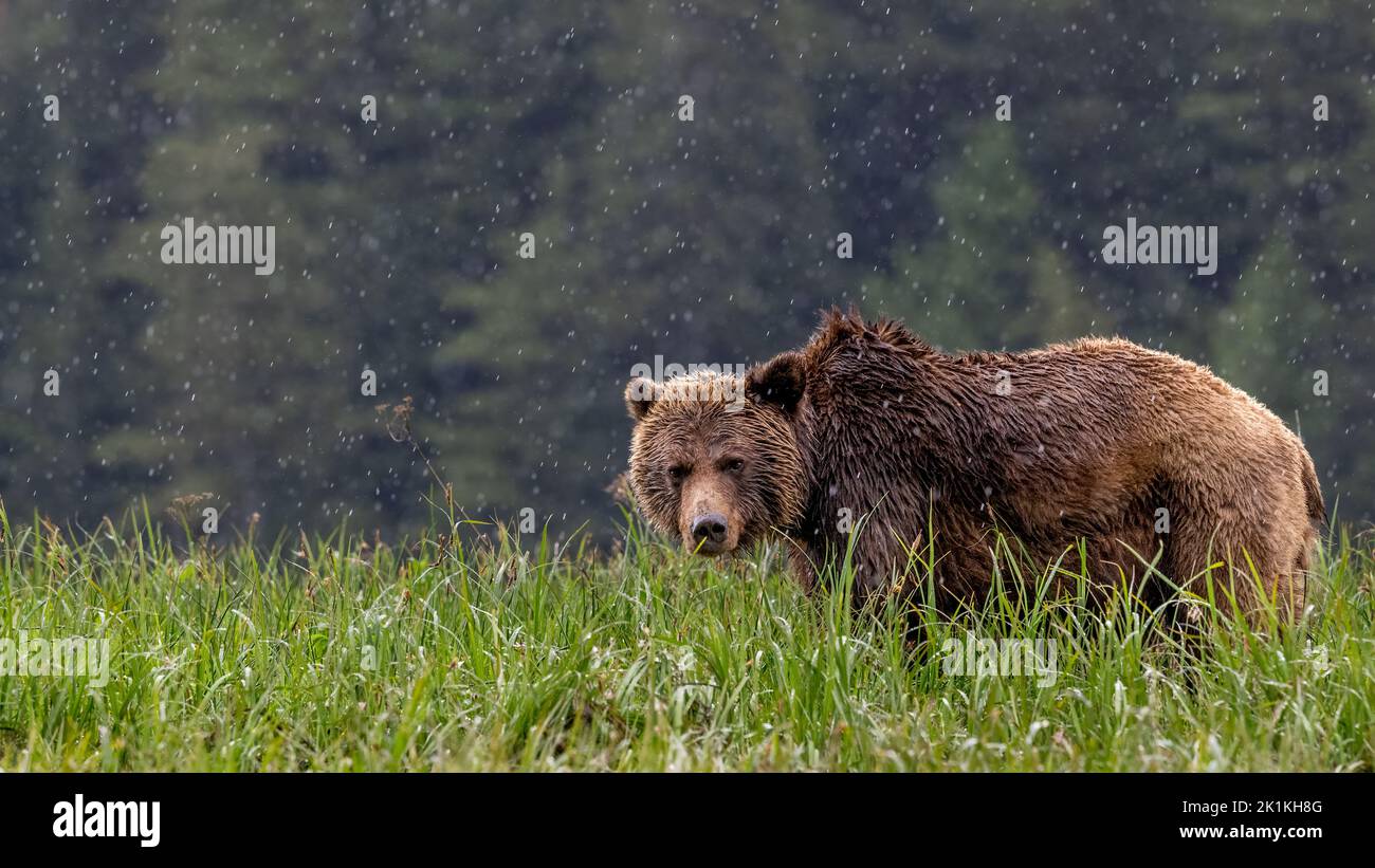 A female grizzly bear stoically stands her ground in a heavy spring downpour in British Colombia's Great Bear Rainforest Stock Photo