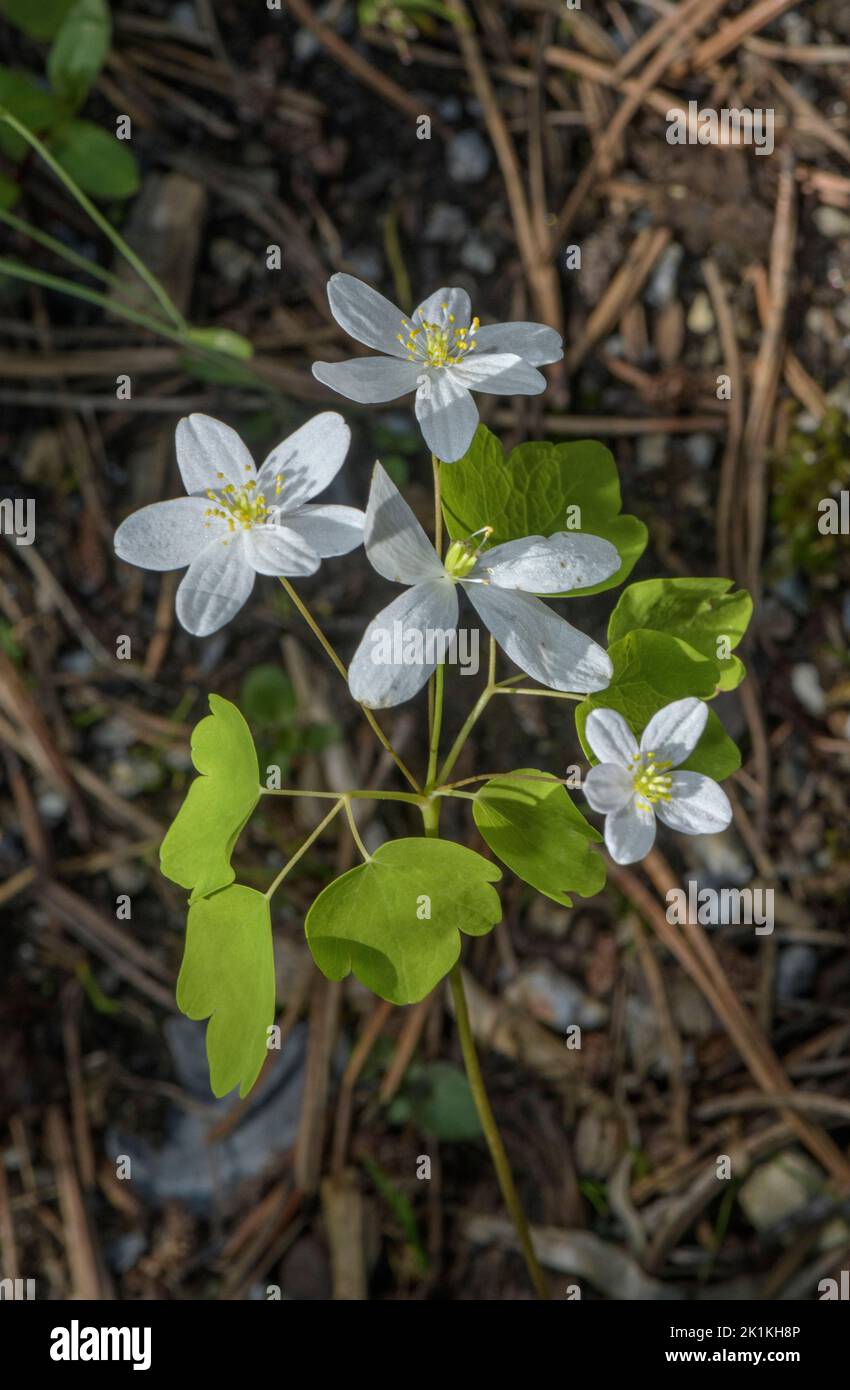 Rue-anemone, Anemonella thalictroides in flower in woodland, eastern USA. Stock Photo