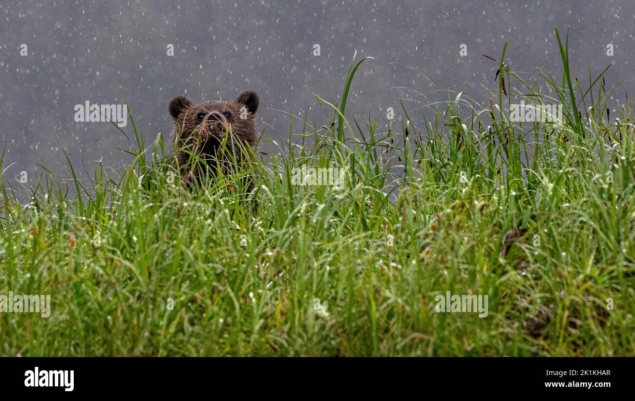 A young black grizzly bear cub in heavy rain, peers over luxuriant sedge grasses in British Colombia's Great Bear Rainforest Stock Photo