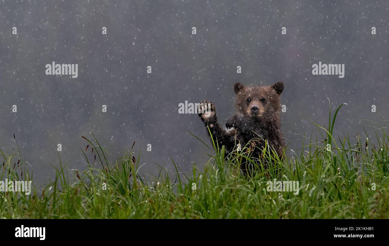 A young black grizzly bear cub in heavy rain stands and waves over tall sedge grasses in British Colombia's Great Bear Rainforest Stock Photo