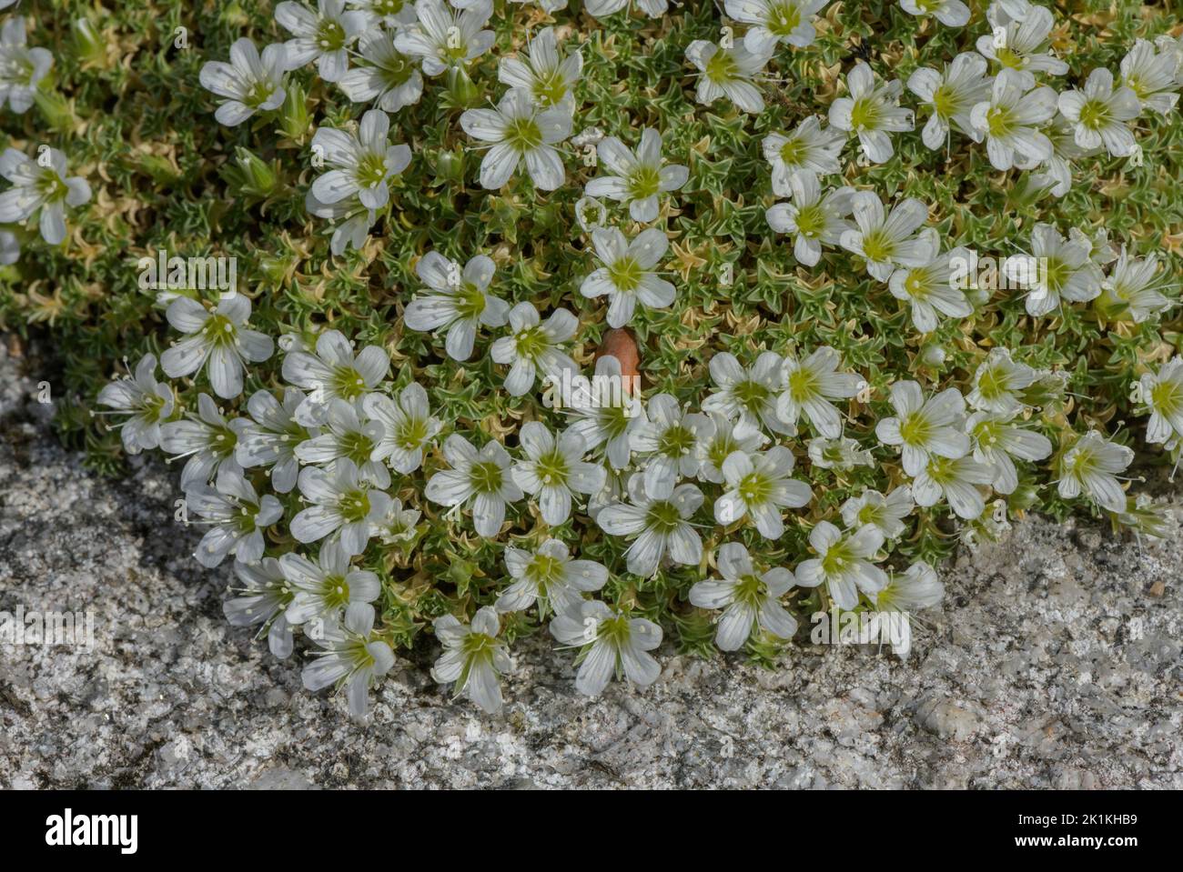 Spanish Sandwort, Arenaria tetraquetra in flower, in the Pyrenees. Stock Photo