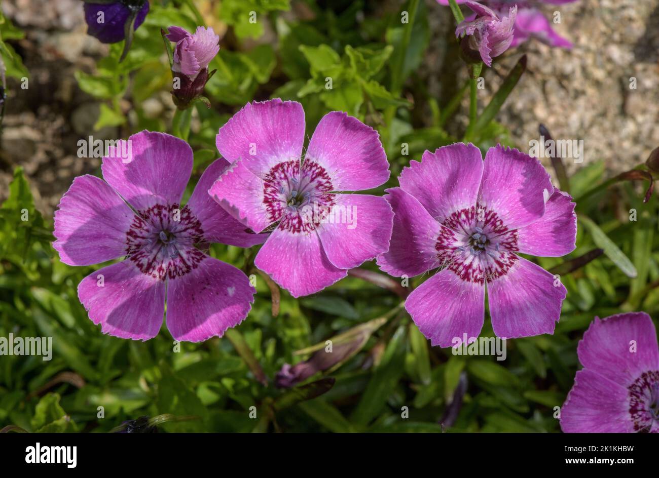 Alpine pink, Dianthus alpinus in flower. Stock Photo