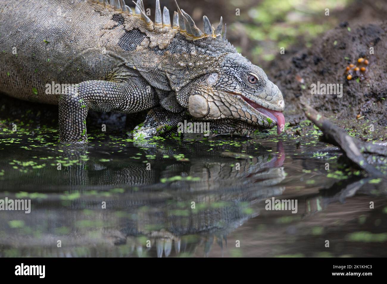 Green iguana Iguana iguana, drinking from woodland pool, Washington-Slagbaai National Park, Bonaire, August Stock Photo